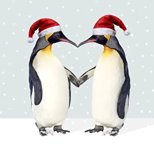 Images Dated 7th February 2014: Emperor Penguin, pair wearing Christmas hats