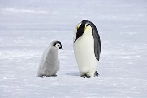 Images Dated 3rd September 2007: Emperor Penguin - Parent with Chick