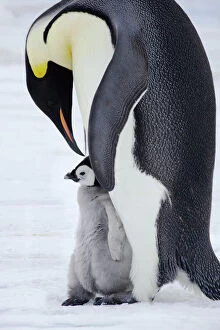 Images Dated 3rd September 2007: Emperor Penguin - Parent with Young Chick