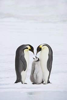Images Dated 3rd September 2007: Emperor Penguin - Parent with Young Chick