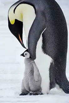 Antarctic Prints: Emperor Penguin - Parent with Young Chick Aptenodytes forsteri Snow Hill Island Antarctica BI012200