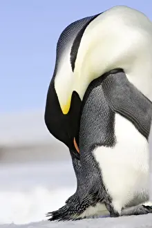 Emperor Penguin - Preening. Snow hill island Antarctica