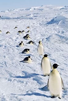 Images Dated 11th May 2007: Emperor Penguin - returning to rookery