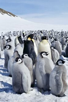 Emperor Penguin - rookery