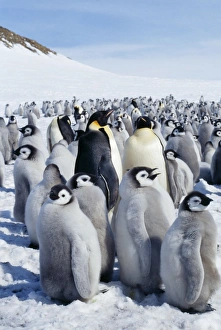 Emperor Penguin - adults following group of chicks