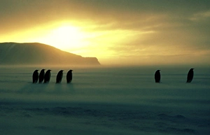 Penguins Collection: Emperor penguin - on sea ice during autumn
