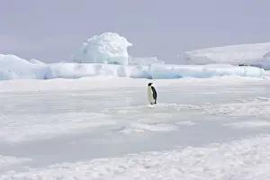 Vunerable Prints: Emperor Penguin - single adult standing on ice. Snow hill island - Antarctica