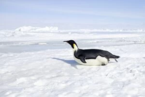 Images Dated 24th October 2006: Emperor Penguin - sliding on ice. Snow Hill Island - Antarctic Pennisular