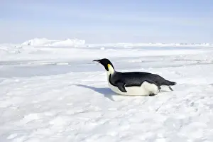 Antarctic Prints: Emperor Penguin - sliding on ice. Snow Hill Island - Antarctic Pennisular