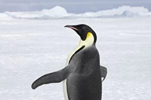 Images Dated 3rd September 2007: Emperor Penguin - on Snow