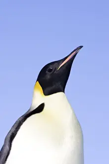 Emperor Penguin. Snow hill island Antarctica