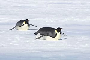 Emperor Penguin - Tobogganing over snow