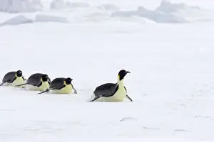 Following Prints: Emperor Penguin - Tobogganing over snow Aptenodytes forsteri Snow Hill Island Antarctica BI011676