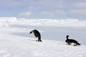 Sliding Prints: Emperor Penguin -two adults walking & sliding across ice. Snow hill island - Antarctica