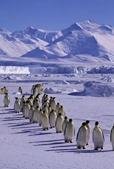 Emperor penguin - walking in a line