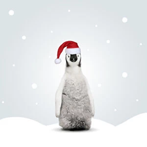 Xmas Gallery: Emperor Penguin wearing Christmas hat in illustrated