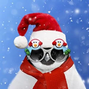 Emperor Penguin wearing a Santa hat and Snowman sunglasses