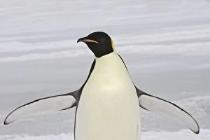 Images Dated 25th October 2006: Emperor Penguin - With wings outstretched. Snow hill island Antarctica