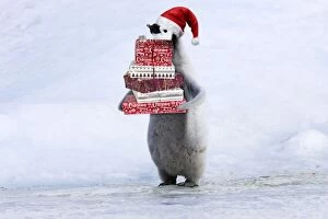Images Dated 25th October 2006: Emperor Penguin - Young carrying Christmas present