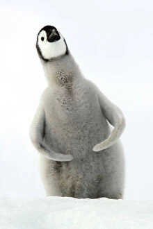 Emperor Penguin - Young carrying Christmas present