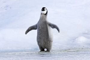 Emperor Penguin - Young carrying Christmas present