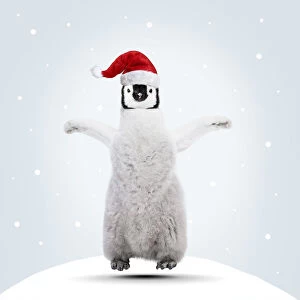 Emperor Penguin, young jumping for joy at Christmas
