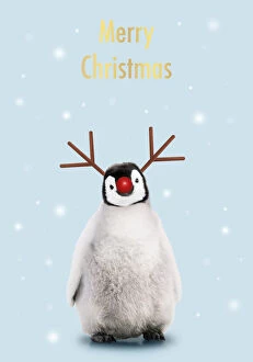 Emperor Penguin, Young smiling with Rudolph red