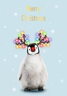 Emperor Penguin, Young smiling with Rudolph red nose, antlers and Christmas lights Date: 25-Oct-06