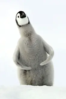Singing Prints: Emperor Penguin - Young. Snow hill island Antarctica