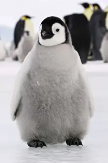 Emperor Penguin - Young. Snow hill island Antarctica