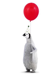 Emperor Penguin, young wearing Birthday party