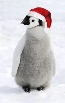 Images Dated 25th October 2006: Emperor Penguin - Young wearing Christmas hat. Digital Manipulation: Hat (Su)