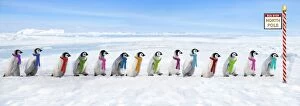 Images Dated 24th October 2006: Emperor Penguins