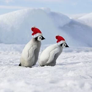 Emperor Penguins - 2 young ones walking in a line, wearing Christmas hats