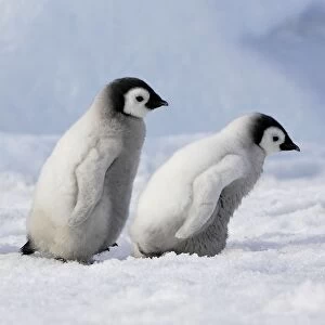 Penguins Collection: Emperor Penguins. 2 young ones walking in a line. Snow hill island Antarctica
