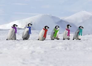 Emperor Penguins - 4 young ones walking in a line