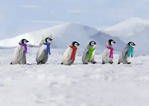Scarf Prints: Emperor Penguins. 4 young ones walking in a line