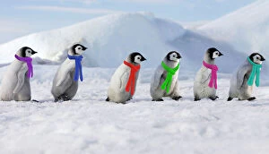 Clothes Collection: Emperor Penguins. 6 young ones walking in a line wearing scarves