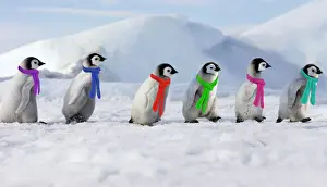 Emperor Penguins. 6 young ones walking in a line wearing scarves. Snow hill island Antarctica Digital Manipulation: added penguns to right & scarves