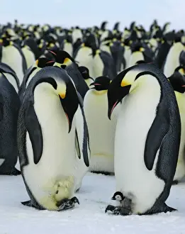 Flocks Prints: Emperor Penguins - two adults - one with a chick on its feet - the other with an egg which is about to be hatched