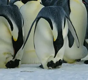 Emperor Penguins - two birds bending down to check the eggs on their feet - Antarctica OLI00023