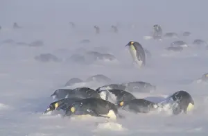 Blizzard Prints: Emperor penguins - in blizzard