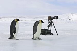 Images Dated 25th October 2006: Emperor Penguins - Next to camera tripod