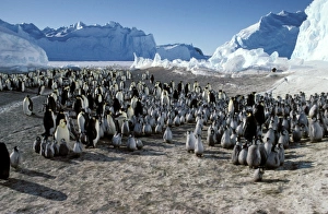 Emperor Penguin - adults following group of chicks