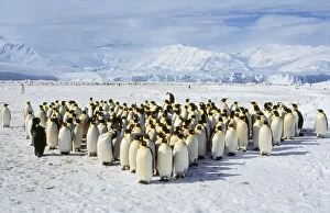EMPEROR PENGUINS - colony on ice