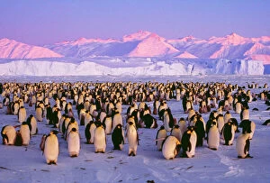 EMPEROR PENGUINS - colony on ice, pink light