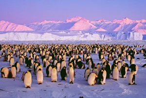Penguins Collection: Emperor Penguins - colony on ice in twilight Antarctic