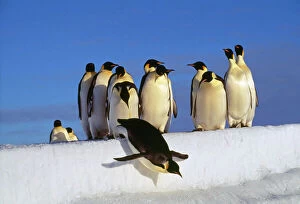 Diving Collection: Emperor Penguins - group, one jumping off ice. Antarctic