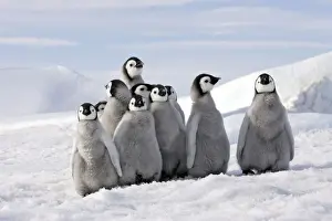 Emperor Penguins. Group of young standing together. Snow hill island Antarctica