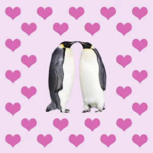 Emperor Penguins, kissing sourounded by hearts